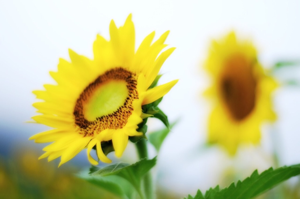 ヒマワリと朝の空気