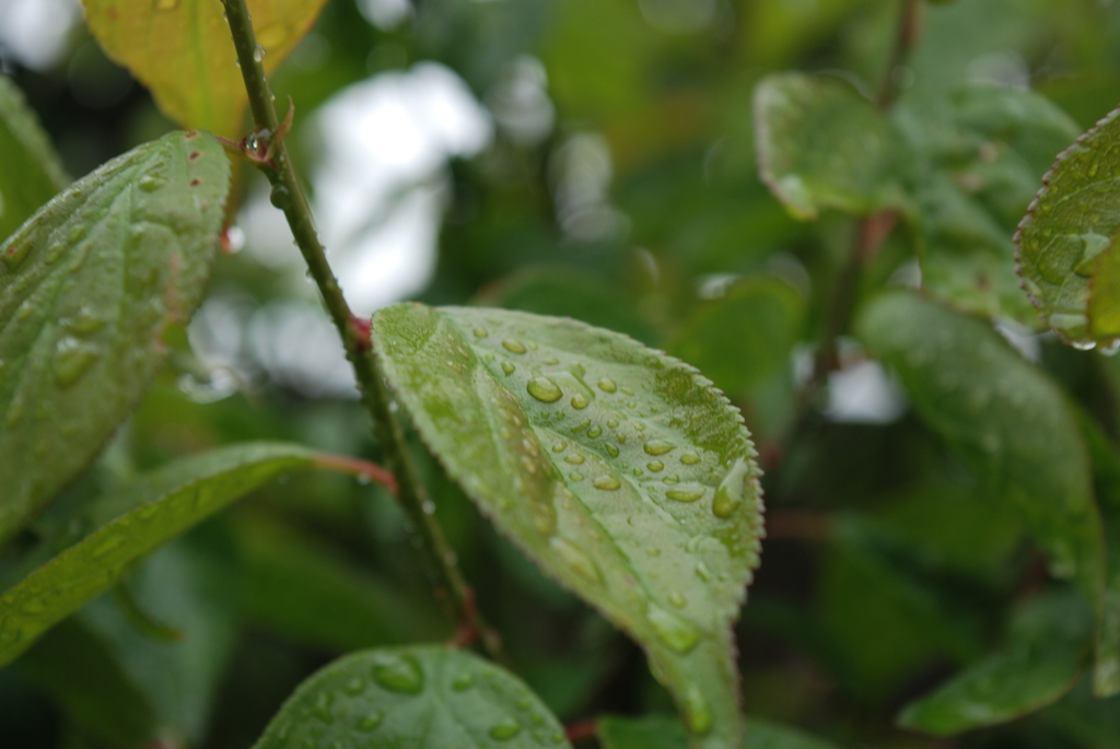 雨上がり緑