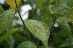 雨上がり緑