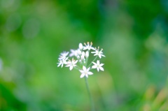 線香花火みたいな花
