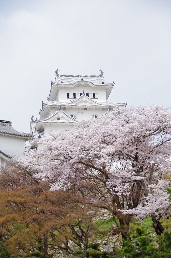 姫路城と桜