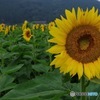 早朝向日葵