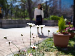 白い花と