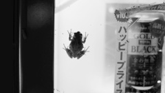 カエルが缶コーヒーを選んでいる