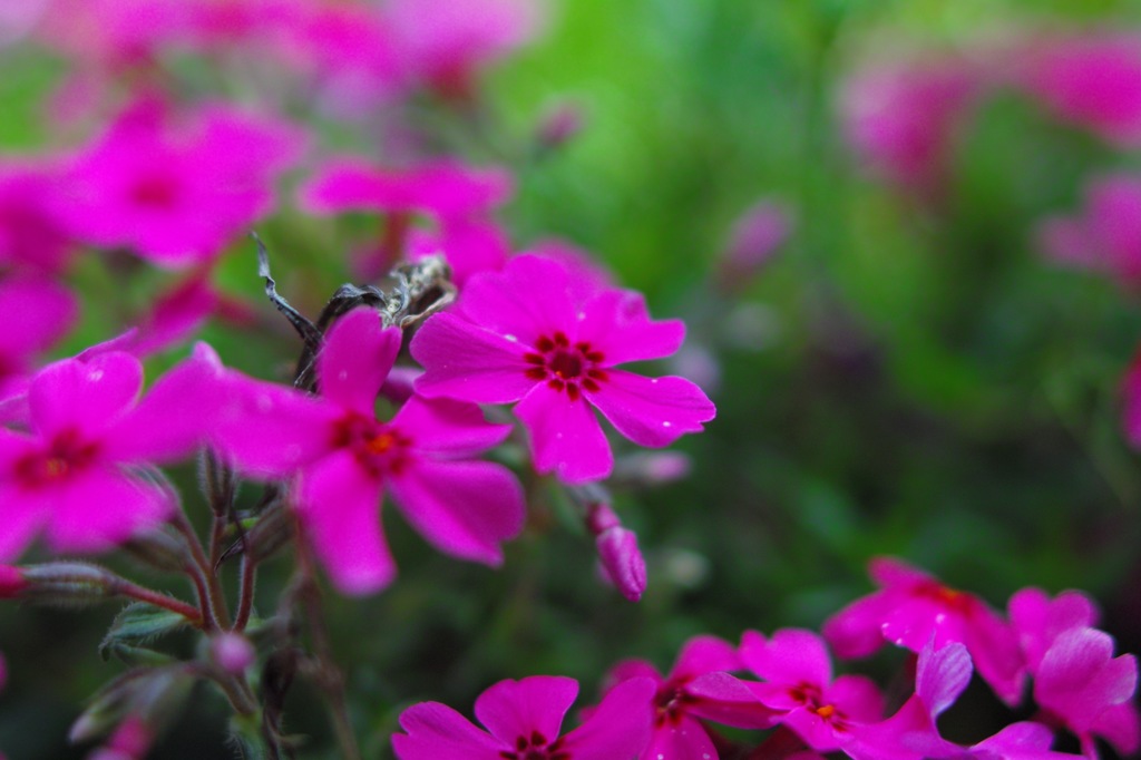 紫の花