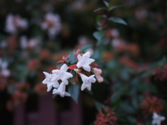 夕方の白