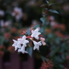 夕方の白