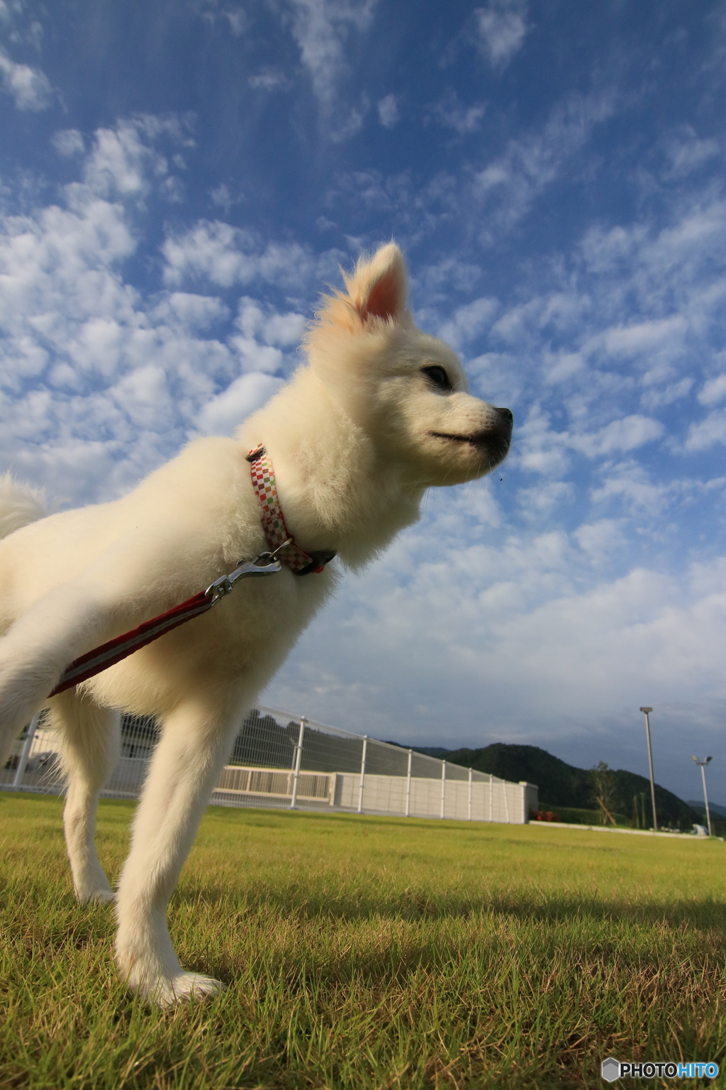 秋の空と犬