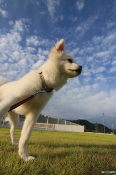 秋の空と犬