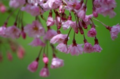 PINK SAKURA