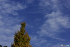 秋の青空