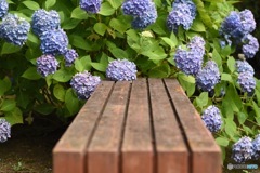 ベンチと紫陽花