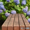 ベンチと紫陽花