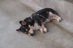 猛暑に負ける犬