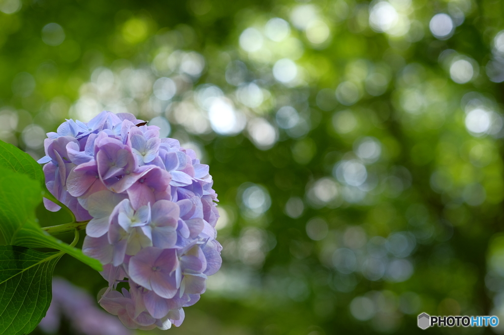 紫陽花