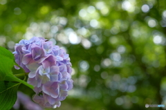 紫陽花