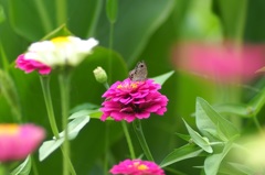 花と蝶