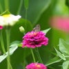 花と蝶