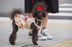 スニーカーでお散歩