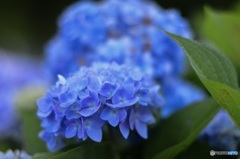 紫陽花