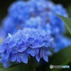 紫陽花