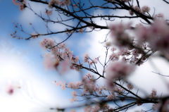 フォベオンで桜