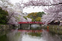 姫路城 お花見