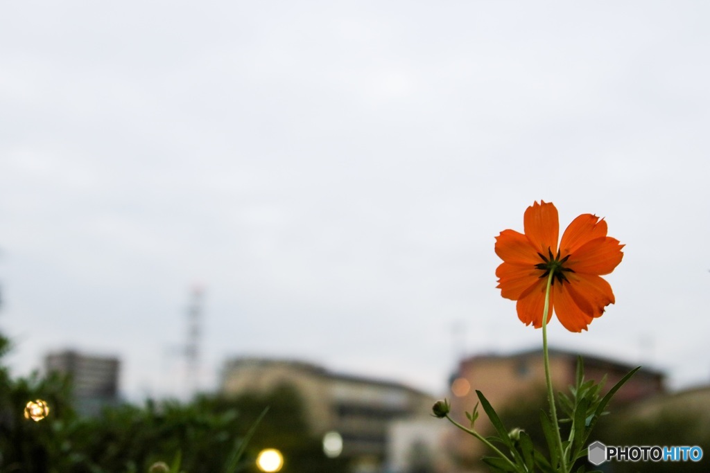 今日も曇り空