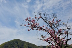 八重桜かな？