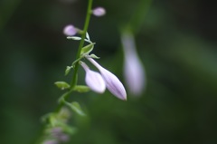 蕾み