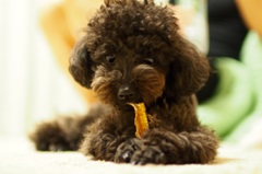 美味しい鮫の軟骨