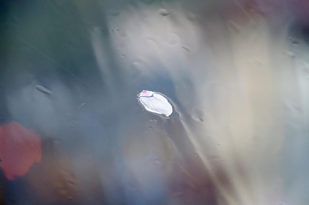 雨で散る