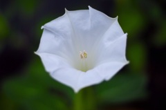 白花
