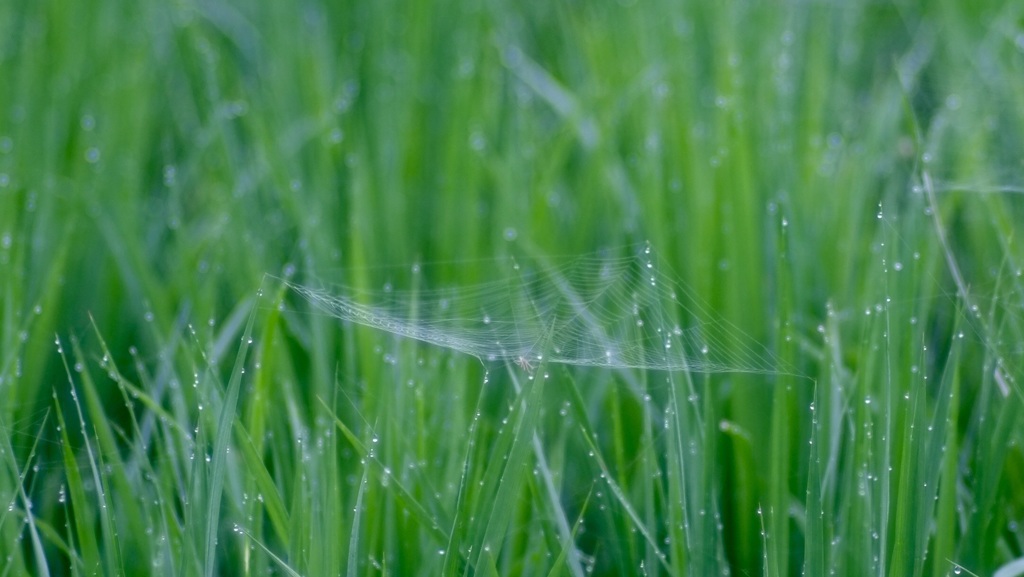 蜘蛛の巣と緑