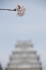 桜と姫路城