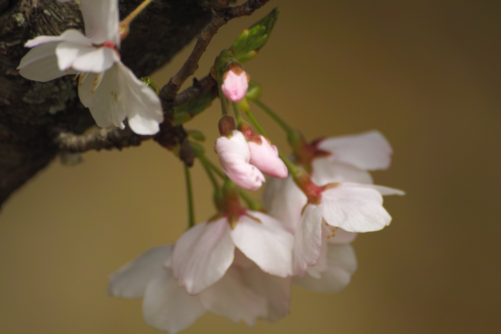 お気に入りの桜