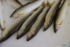 鮎