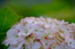 紫陽花