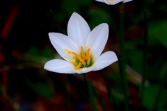 花粉黄色いな