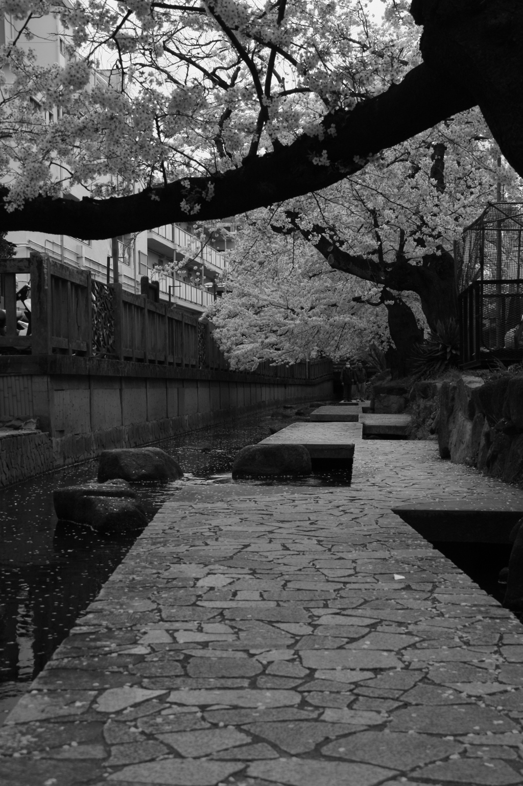 桜の小径