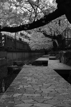 桜の小径