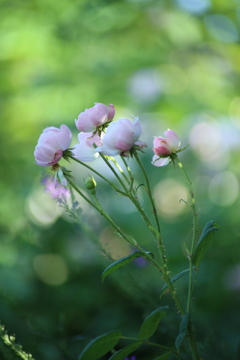ひそかに。。
