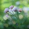 ひそかに。。