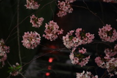 夜桜