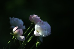 薔薇　１