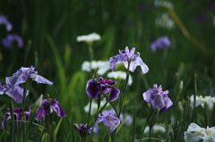 菖蒲　２