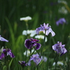菖蒲　２