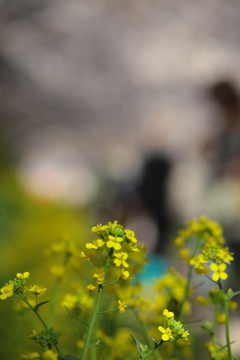 菜の花の向こうに