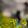 菜の花の向こうに