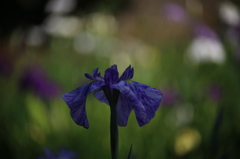 菖蒲　３